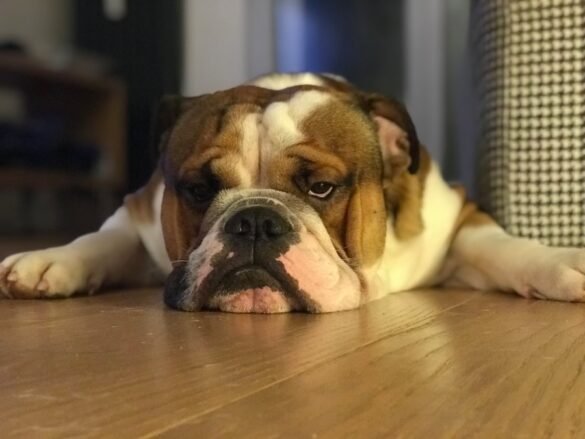 Photo Bulldog