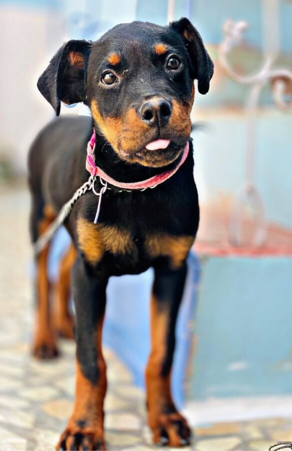 Photo Rottweiler