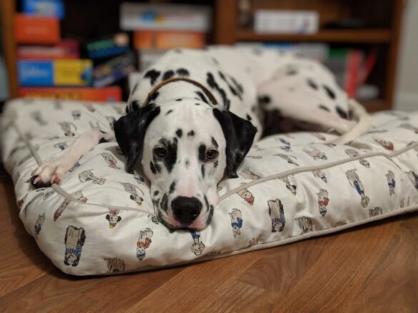 Photo Great Dane