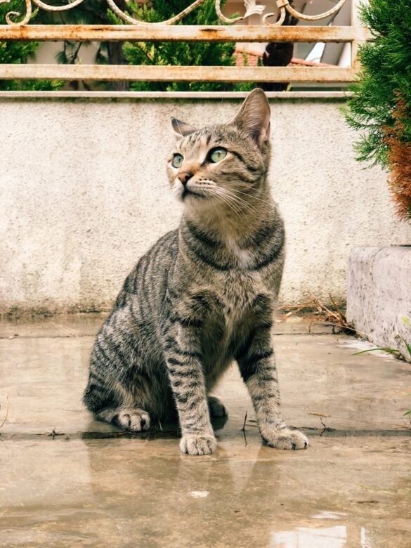 Photo American Shorthair