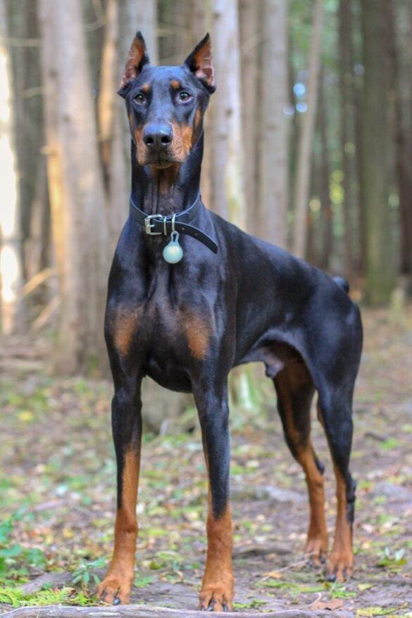 Photo Doberman Pinscher