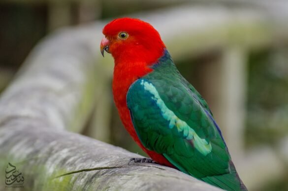 Photo Eclectus Parrot