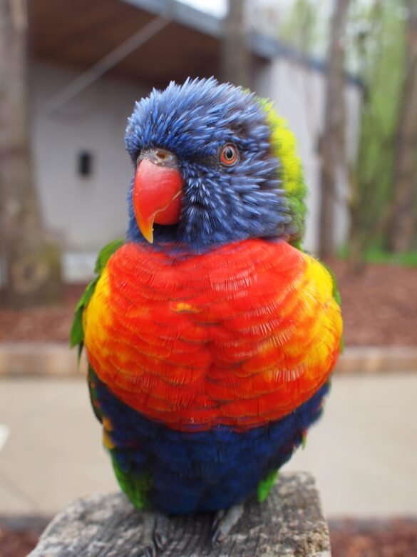 Photo Pionus Parrot