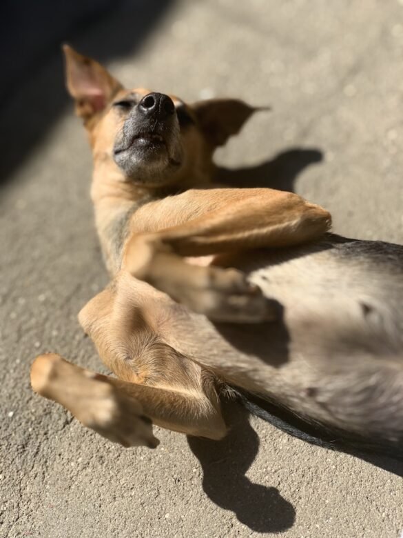 Photo Chihuahua