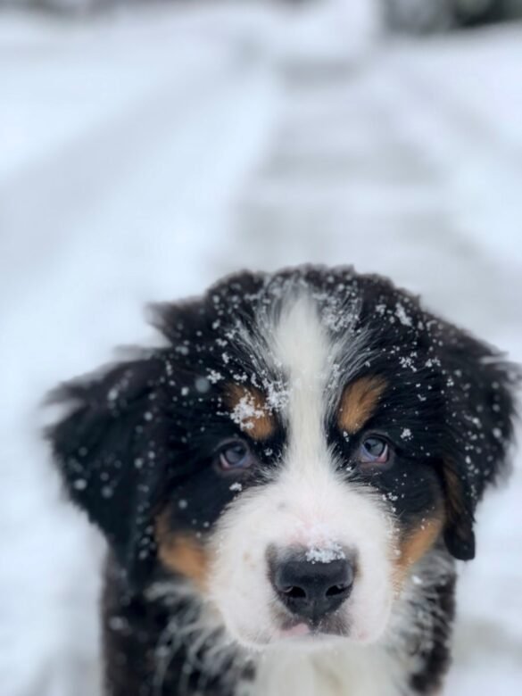 Photo Bernese Mountain Dog