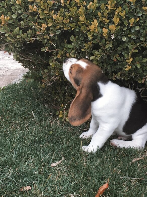 Photo Basset Hound