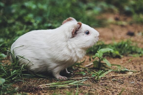 Photo Angora Hamster