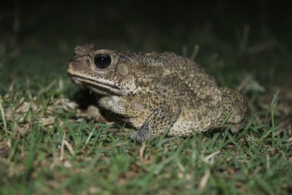 Photo Surinam Toad
