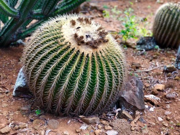 Photo Algerian Hedgehogs