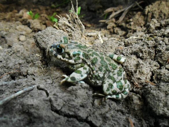 Photo Leopard Frog