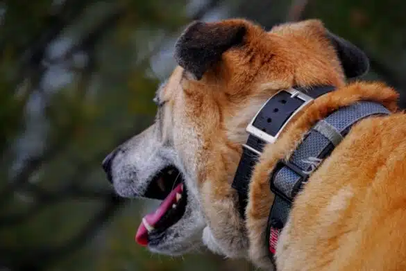 Photo "8 Different Types of Dog Collars For You"