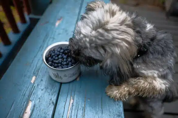 Photo "The Top 10 Superfoods for Dogs and Cats"